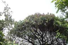 Syzygium densiflorum